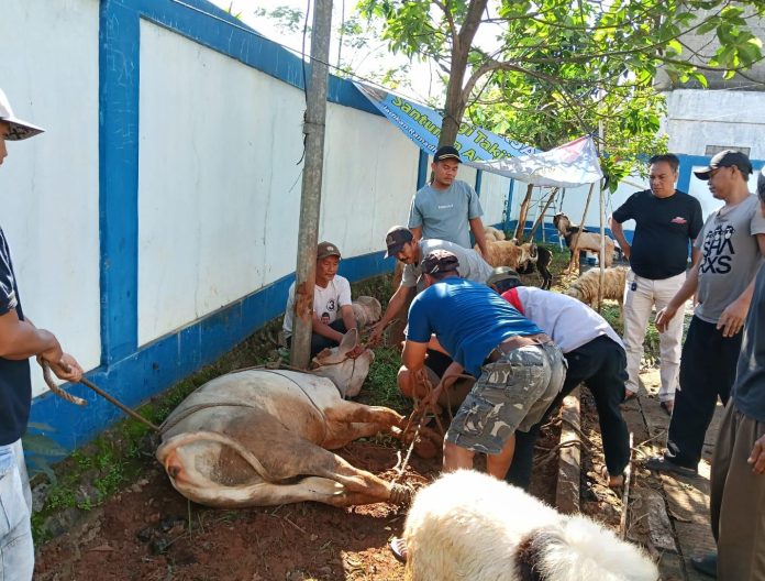 Momen Idul Adha PWI Kabupaten Bogor Potong Hewan Kurban 1 Ekor Sapi dan 9 Ekor Kambing